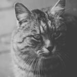 resized_20_api