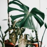 resized_22_api